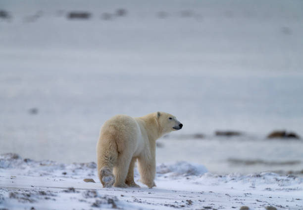 istock Polar Bears Churchill Manitoba 1482279044