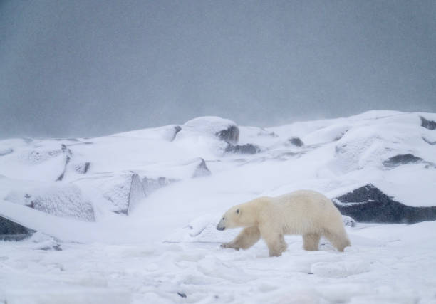 istock Polar Bears Churchill Manitoba 1482279058