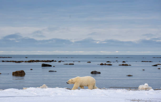 istock Polar Bears Churchill Manitoba 1482279095