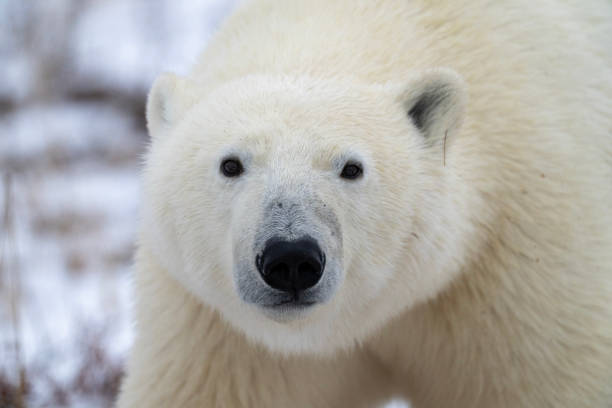 istock Polar Bears Churchill Manitoba 1482279096