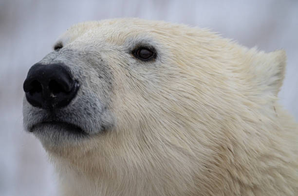 istock Polar Bears Churchill Manitoba 1482279097