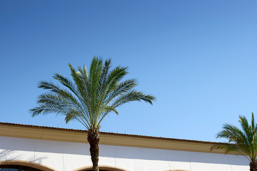 Palm tree against a blue sky with the roof and part side wall a building in the lower part of the scene. View from below. Clear blue sky with no clouds. Typical Mediterranean scene.