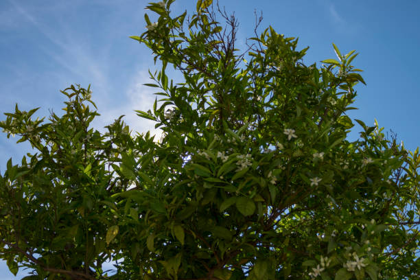 istock Orange tree foliage against the blue sky. 1482279258