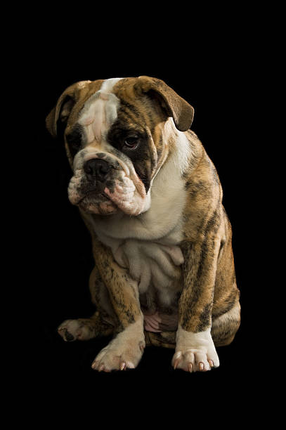 Bulldog puppy isolated on a black background looking sad
