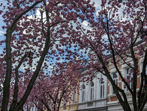 Cherry Blossom in old town Bonn with a few old buildings in the background