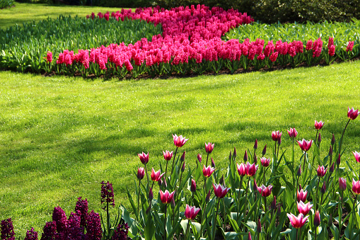 Beautiful garden with tulips and hyacinths.