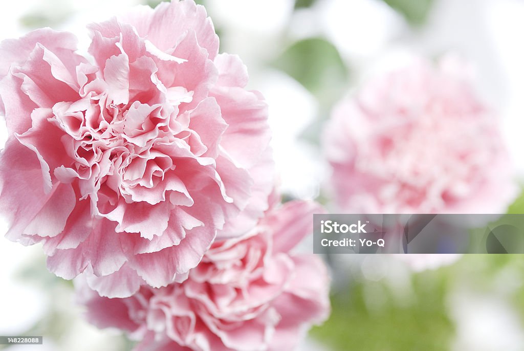 Fleur rose - Photo de Carte de voeux de guérison libre de droits