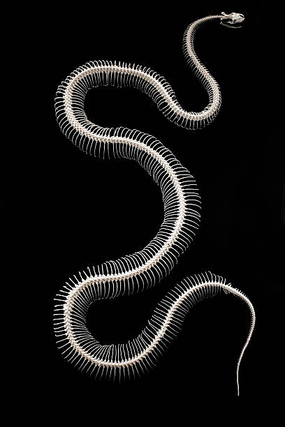 big serpente - foto stock