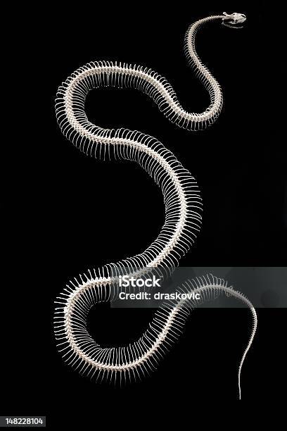 Foto de Big Cobra e mais fotos de stock de Cobra - Cobra, Esqueleto Animal, Anatomia
