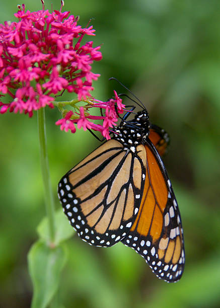 istock Monarch Butterfly on hot pink flowers 148228117