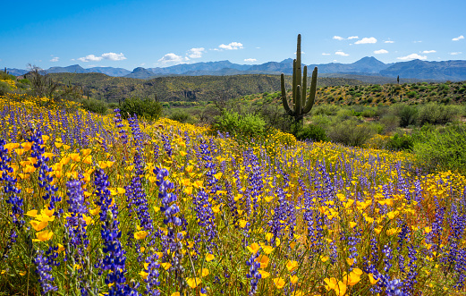 Following rainfall, the desert comes alive with color as sagebrush and ocotillo bloom with the Chisos Mountains in the background.
