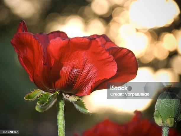 Photo libre de droit de Gros Plan De Coquelicot Rouge banque d'images et plus d'images libres de droit de Beauté - Beauté, Beauté de la nature, Botanique