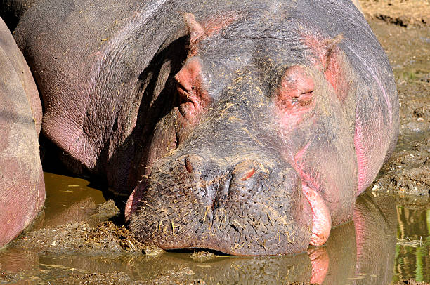 hipopótamo dormitorio en primer plano - hippopotamus amphibian sleeping hippo sleeping fotografías e imágenes de stock