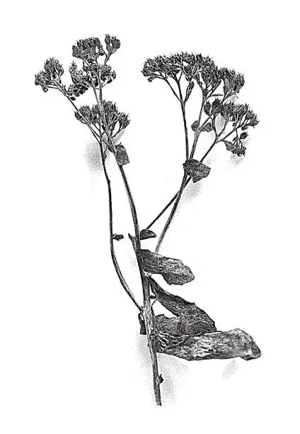 Vector illustration of Dried, dead flowers