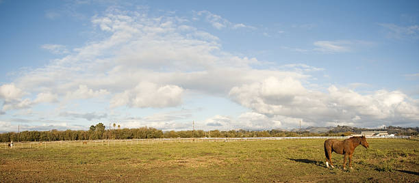 istock Single Brown Horse Field Blue Sky Clouds 148228316