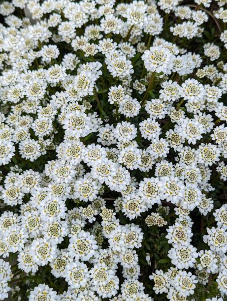 エバーグリーンキャンディタフト(イベリスセンペルビレンス) - evergreen candytuft ストックフォトと画像