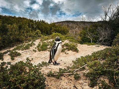 Gentoo Penguin (Pygoscelis papua) waddling along on a white sand beach.