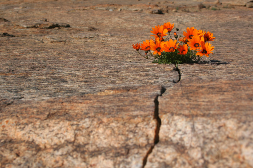 Wild flowers growing in a crack in a rock