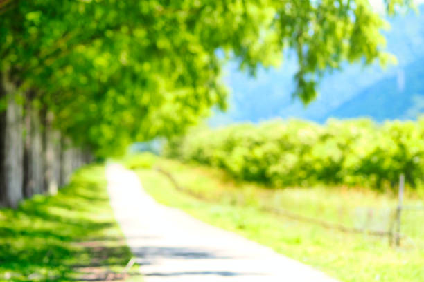 Road and blurred fresh green trees