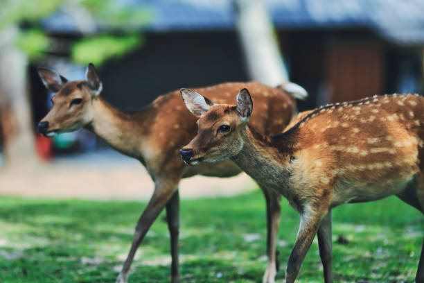 istock Deer and portraits in Nara Park 1482284645