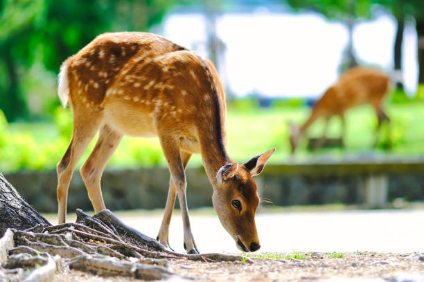istock Deer and portraits in Nara Park 1482284650