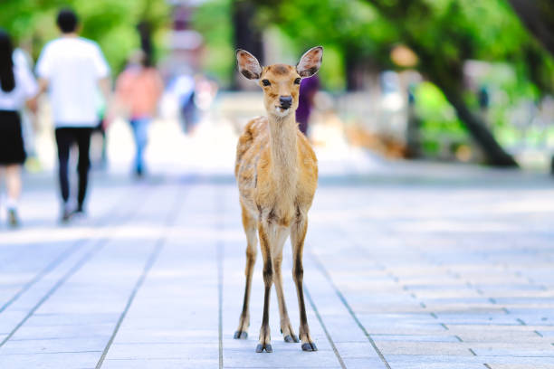 istock Deer and portraits in Nara Park 1482284651