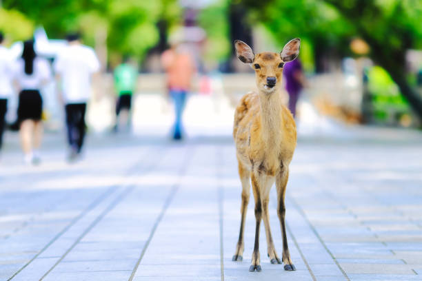 istock Deer and portraits in Nara Park 1482284653