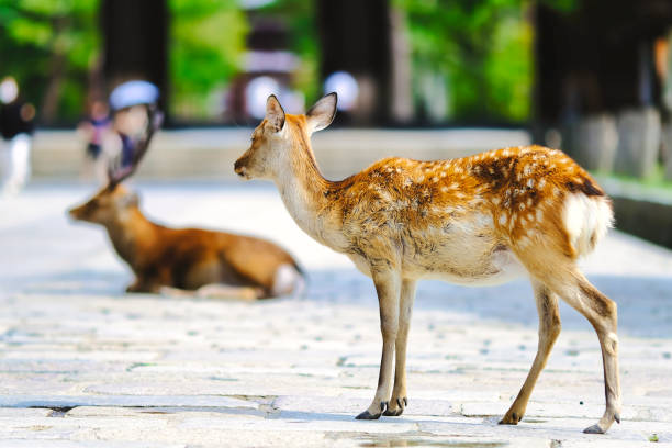 istock Deer and portraits in Nara Park 1482284654