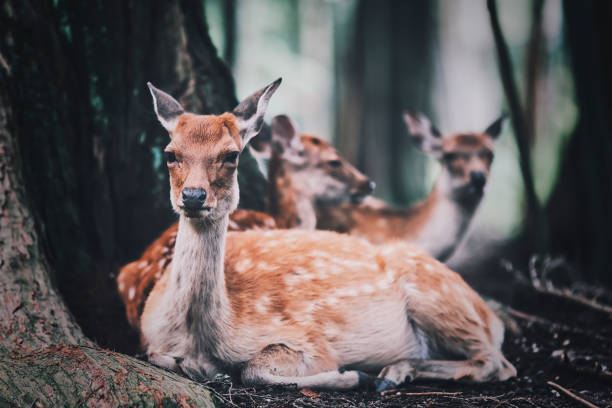 istock Deer and portraits in Nara Park 1482284660