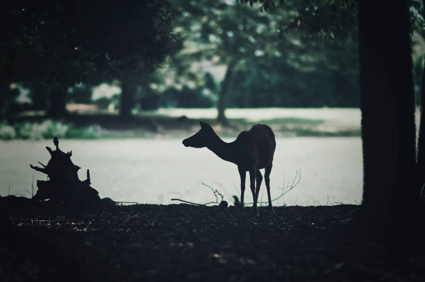 Deer and portraits in Nara Park