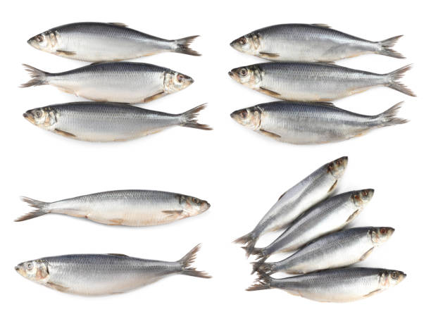 istock Set with tasty salted herrings on white background 1482284710