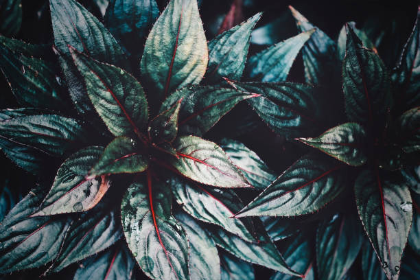 istock green leaf images and background material 1482284944