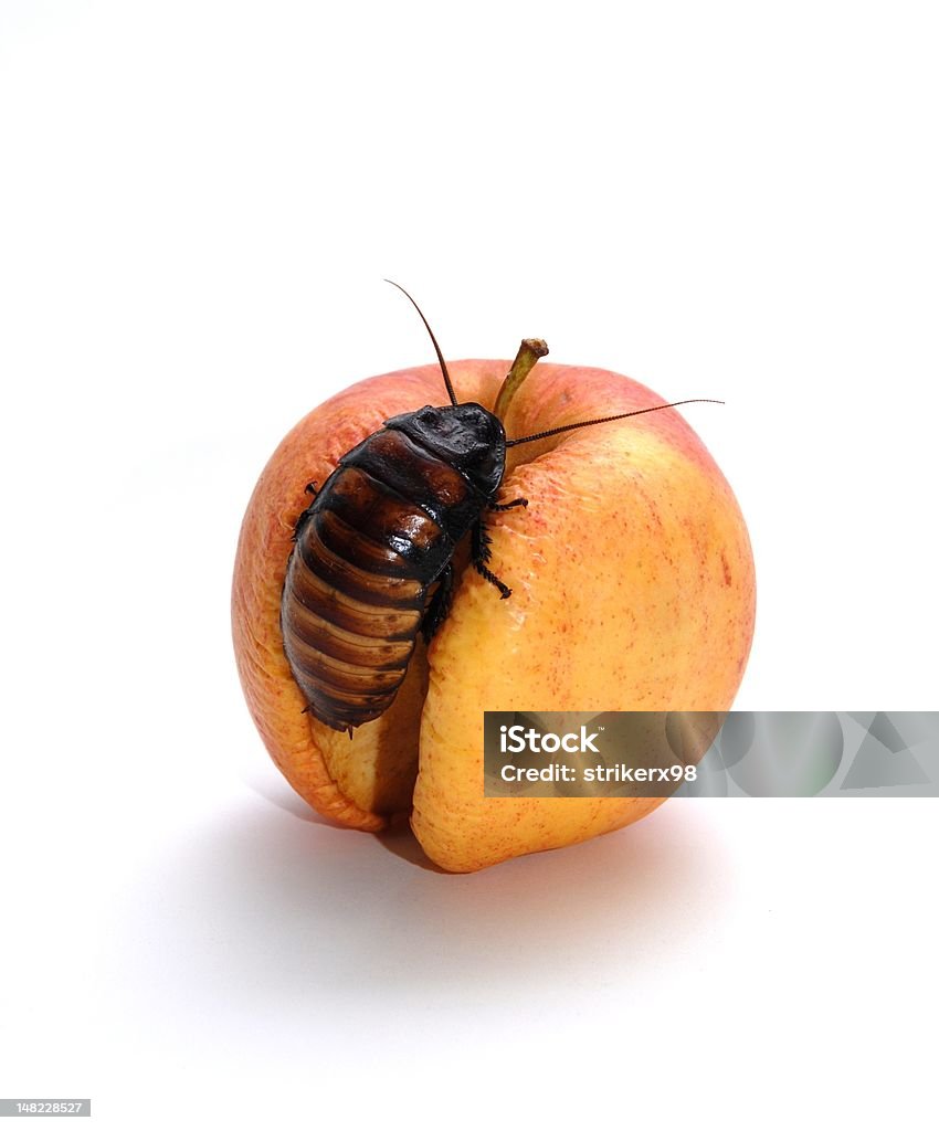 Cucaracha de Apple - Foto de stock de Antihigiénico libre de derechos