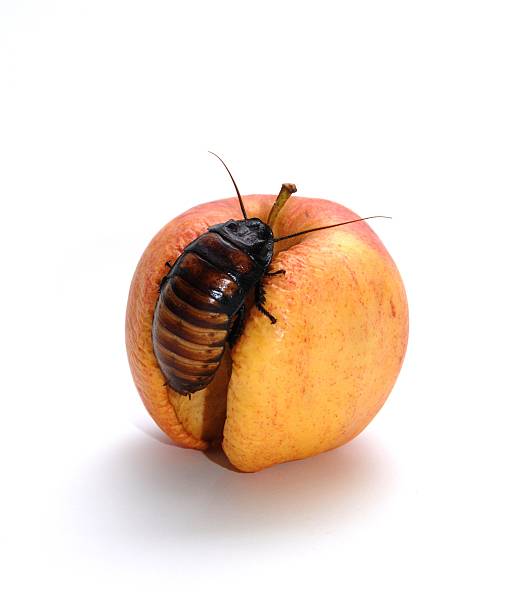 Karaczan na Apple – zdjęcie