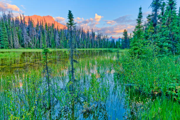 istock Jasper National Park in Alberta Canada 1482285792