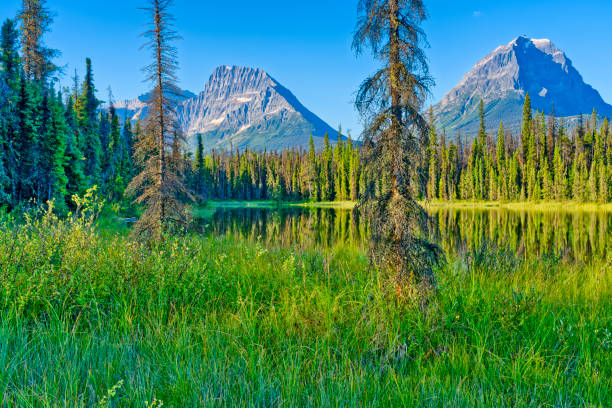 istock Jasper National Park in Alberta Canada 1482285844