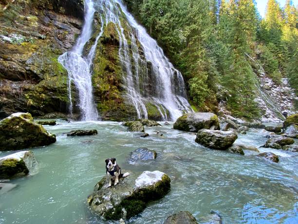 Border Collie at Boulder River Waterfall stock photo