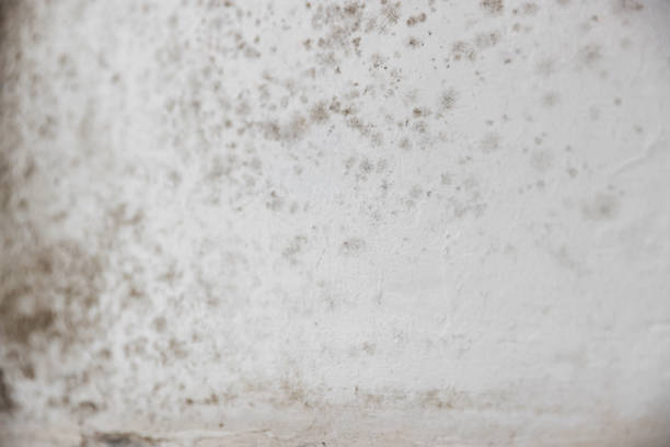 istock Wall damaged with indoor mold, closeup. Unsanitary environment 1482286763
