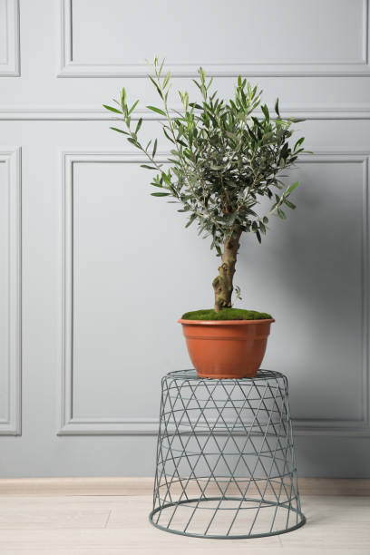 istock Olive tree in pot on coffee table near white wall indoors. Interior element 1482286782