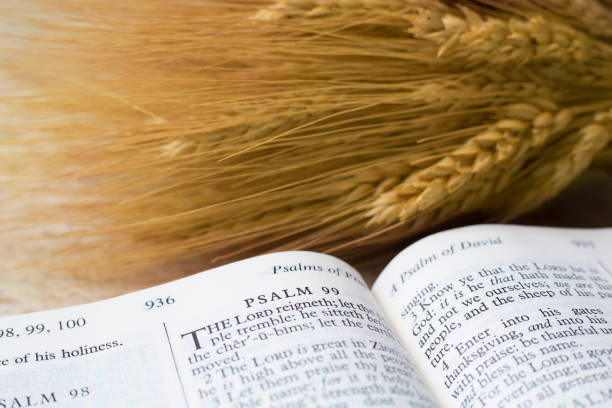 Bible with shaft of wheat.  Various scriptures featured  in open Bible images. stock photo