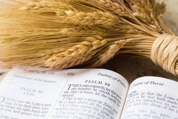 istock Bible with shaft of wheat.  Various scriptures featured  in open Bible images. 1482286790