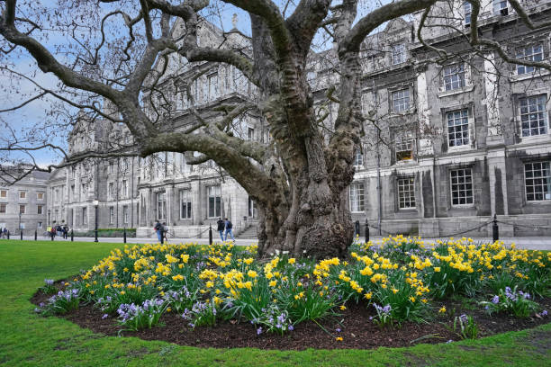 Dublin, Ireland - March 2023: Trinity College, Dublin, ancient tree in front of building, surrounded by spring flowers