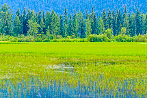 Marsh areas in Mount Robson Provincial Park, Canada