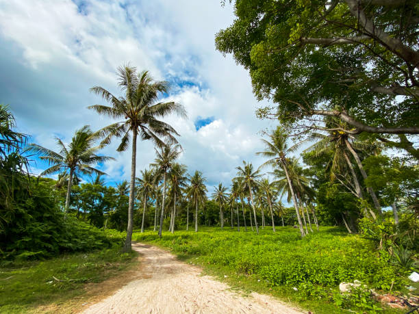 istock The field in Gili Air 1482286920