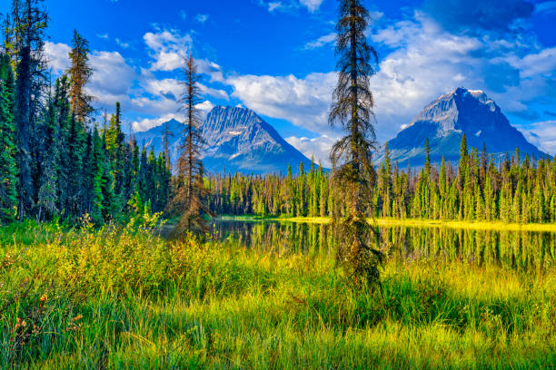 istock Jasper National Park in Alberta Canada 1482286941