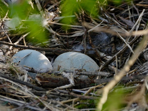 Close-up of 2 Royal Mute Swan Eggs in nest under a cedar tree along the riverbank in a public park area.  The swan parents briefly left the nest and are collecting sticks and building a larger nest for more eggs yet to come.

Location
Victoria Lake, Stratford ON CA