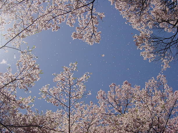 Cherry blossoms　（桜） The wind blew to full-bloomed cherry blossoms, and the petal flew in the blue heavens. AA|AAAA#AA|A!A#AA<AA#AAYAA#AA#AAAA#AA#AA#AAAAAA#AA<A#A#AA#AA#AA#AA##AA#AAAA 桜 stock pictures, royalty-free photos & images