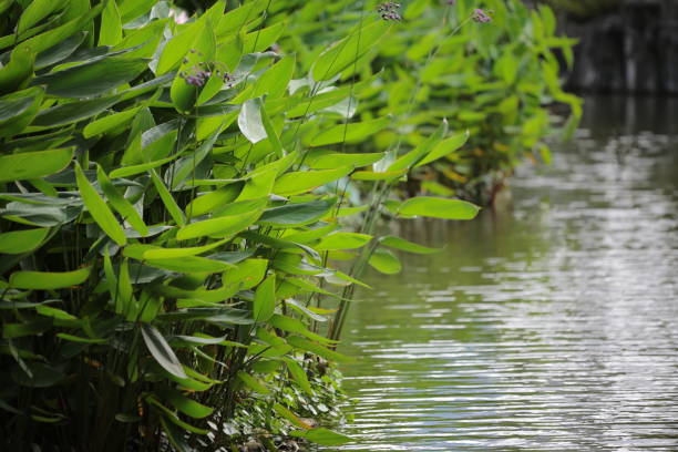 istock Forest pond in summer nature, Water pond 1482289668