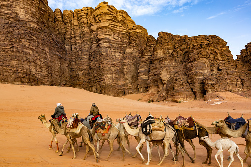 Wadi Rum, Jordan March 25, 2023 A Bedouin camel caravan walking through the desert.