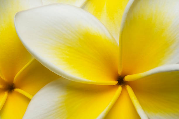istock Close up Plumeria 148229055